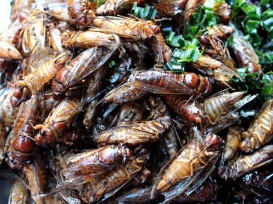 10 Best Edible Insects We Dare You To Try featured image