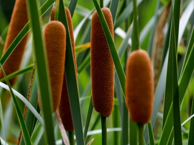 The Many Uses For Wild, Edible Cattails featured image