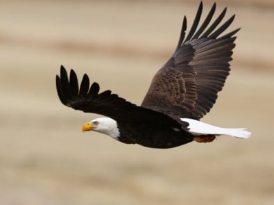 12 Fascinating Facts About Bald Eagles featured image