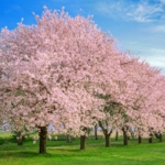 a row of cherry blossoms on green grass