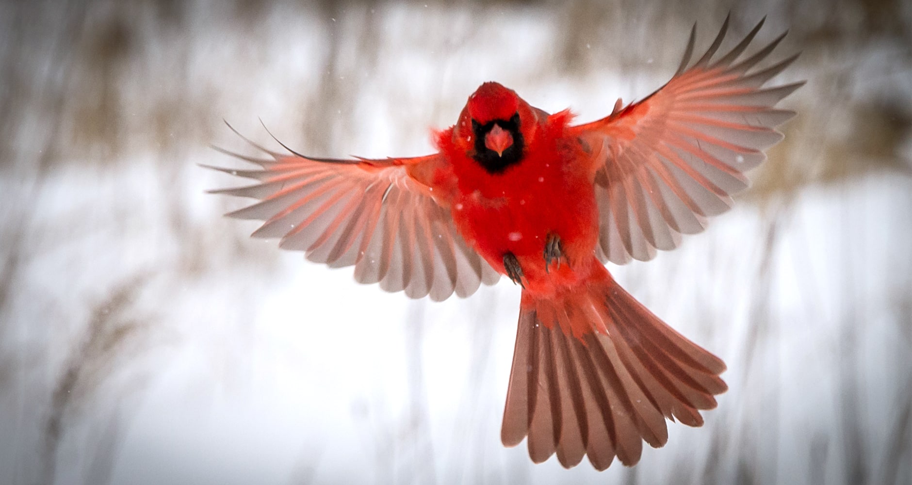 Why Are Cardinals So Red Farmers Almanac Plan Your Day Grow Your 