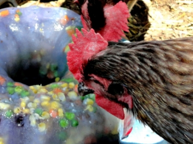 Help Your Chickens Beat The Heat With A Confetti Ice Wreath featured image