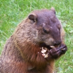 Muskrat - Groundhog