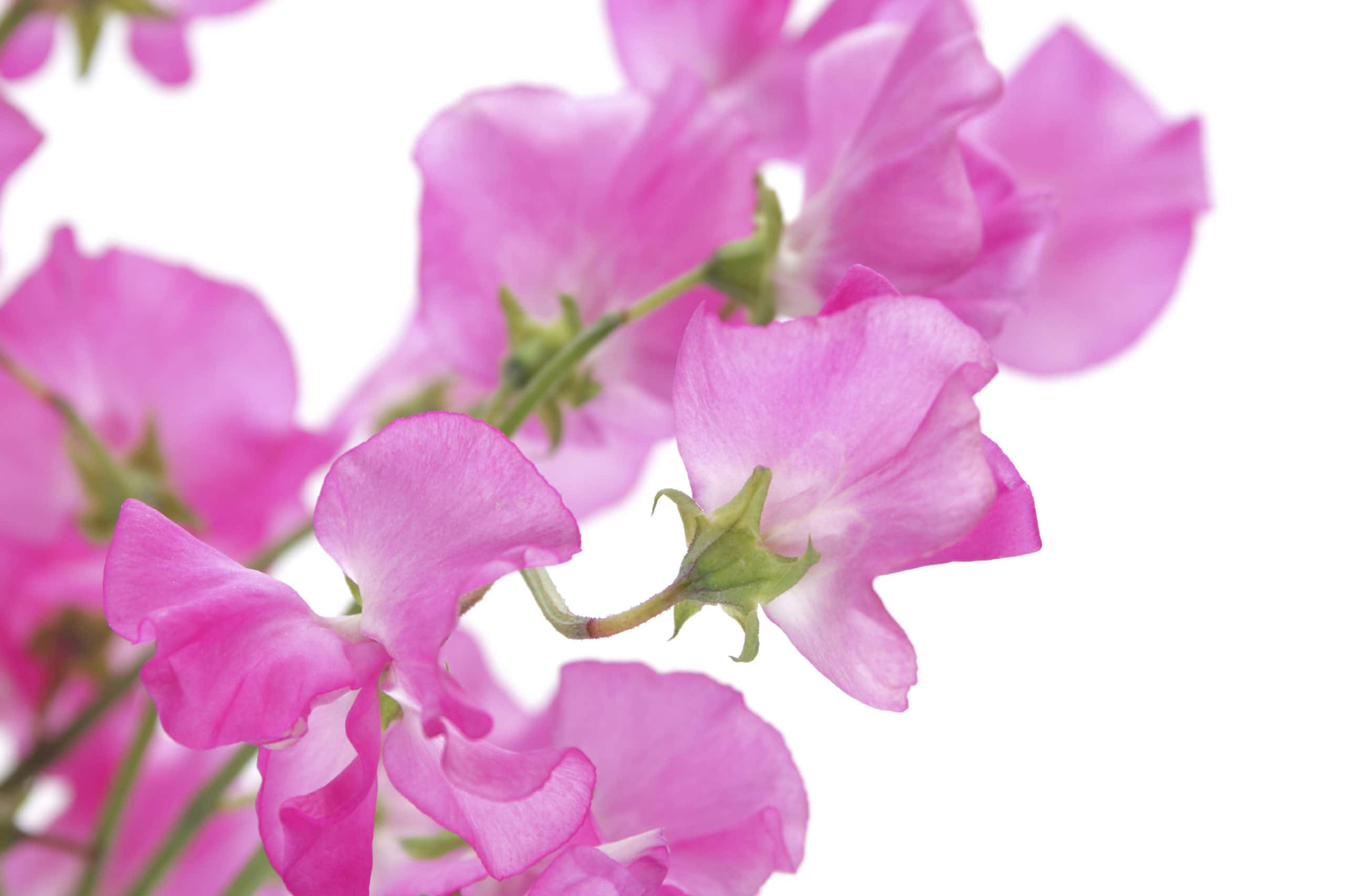 April Flower Lore: Sweet Pea - Farmers' Almanac