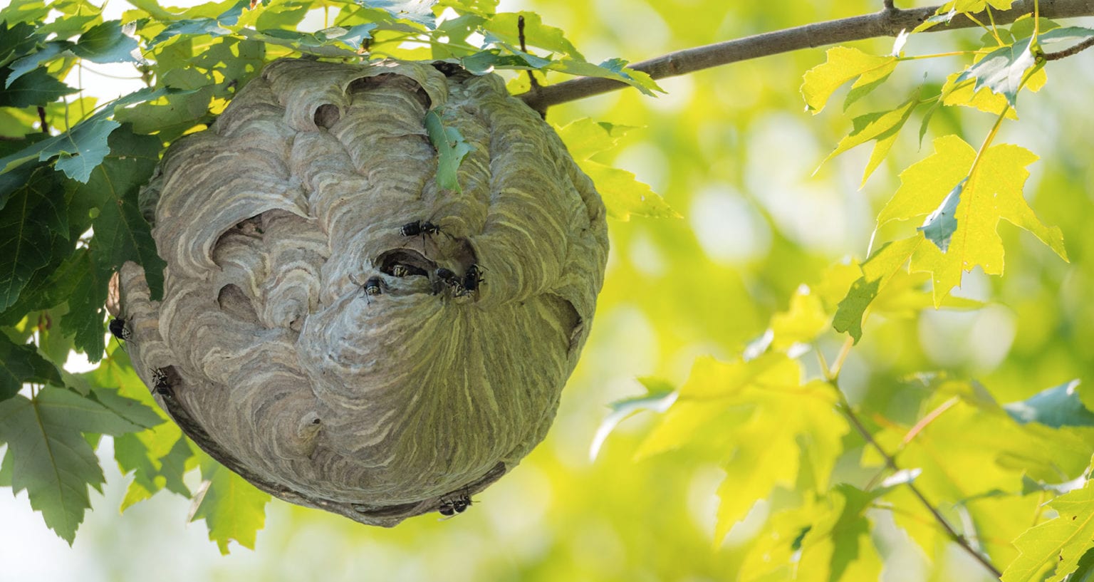 Winter Weather Lore and Wasps' Nests Farmers' Almanac