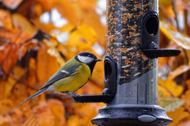 Get ready to study winter bird population - Farm and Dairy