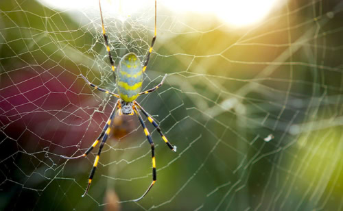 Giant joro spider weaving a joro spider web.