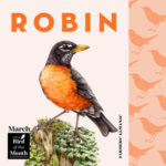 March bird of the month, robin.