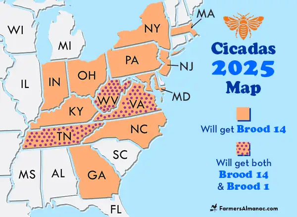 Cicadas 2025 map showing where two broods of periodical cicadas will emerge.