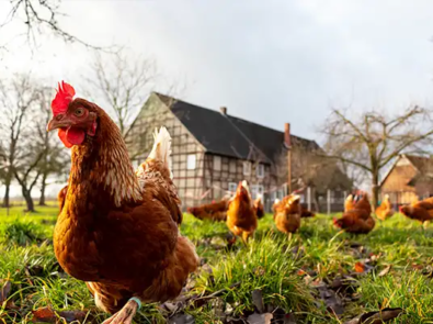 Avian Bird Flu in Chickens? How To Prevent Spread featured image