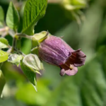 Deadly nightshade (belladonna) with a bell-shaped purple flower.