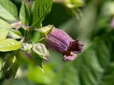 How To Identify Deadly Nightshade And Other Nightshade Plants featured image