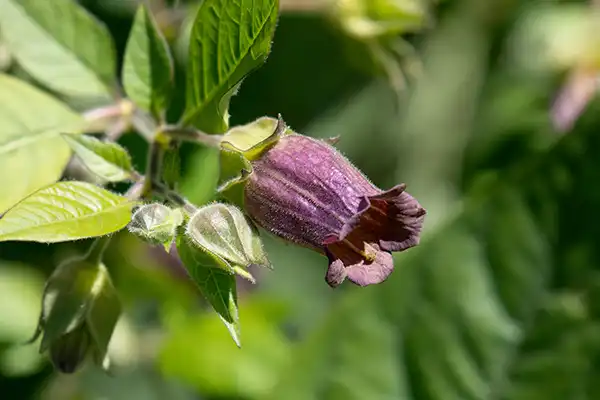 Deadly nightshade (belladonna) with a bell-shaped purple flower.