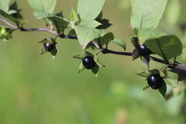 Deadly nightshade (belladonna) plant with dark purple-black berries.