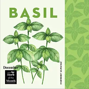 Basil illustration, representing herb of the month for December.