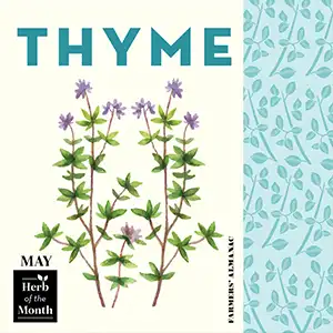 Thyme illustration representing one of May's herbs of the month.