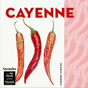 Cayenne, November's herb of the month.