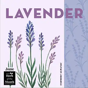 Lavender, June's herb of the month.