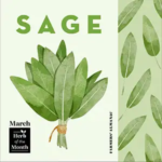 Sage illustration, representing one of March's birth month herbs.