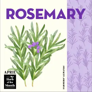 Herb of the month for April, rosemary, illustrated with spiky green leaves and small purple flowers.