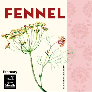 Fennel illustration, representing one of February's birth month herbs.