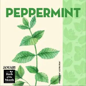 Peppermint illustration, representing one of January's birth month herbs.