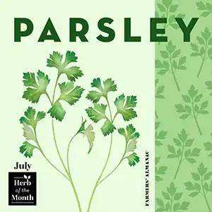 Parsley, July's birth month herb.