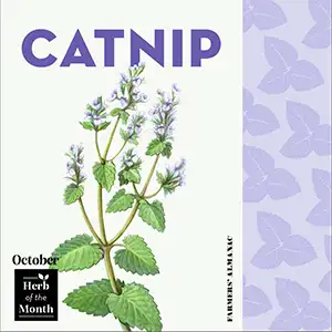 Catnip, October's herb of the month.