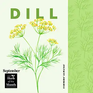 Dill illustration, representing the September herb of the month.